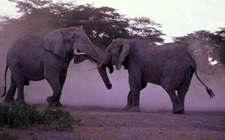 Tanzania-Tanzania-Kilimanjaro Classic Ride